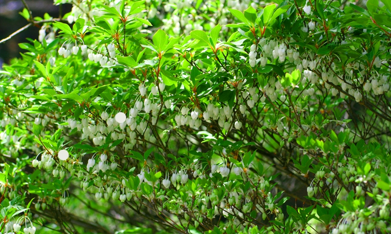 ドウダンツツジの花_20180514_resorthome.jpg