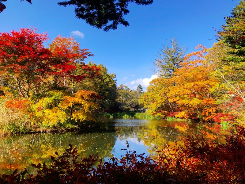 雲場池紅葉1_20191104_編集済.JPG