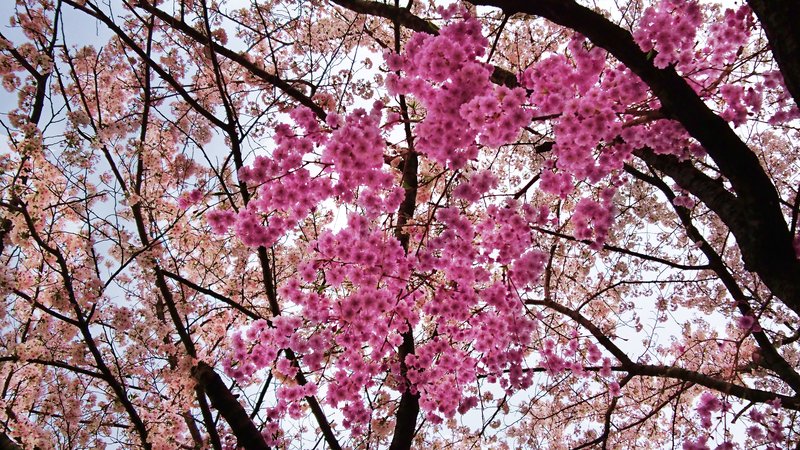 軽井沢とお花見✿