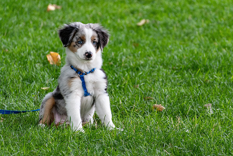 愛犬と遊びたい_20201112.jpg