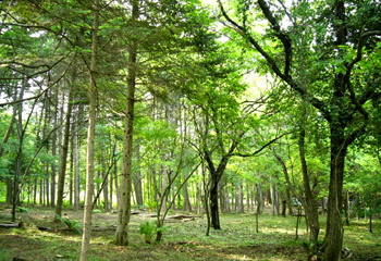 中軽井沢 翠ヶ丘分譲地 全4区画 写真1